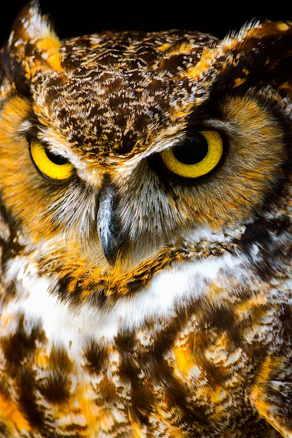 Owl Photograph - Great Horned Owl  by Parker Cunningham