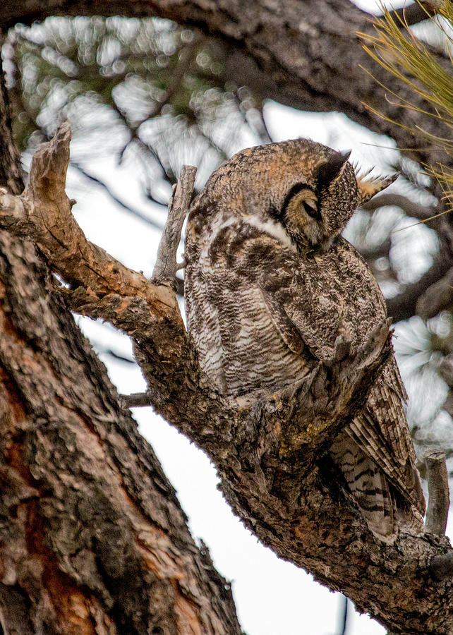Great Horned Owl Pose Photograph by Dawn Key