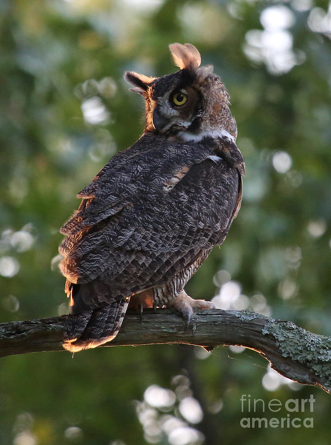 Great Horned Owl Profile Photograph by Marty Fancy