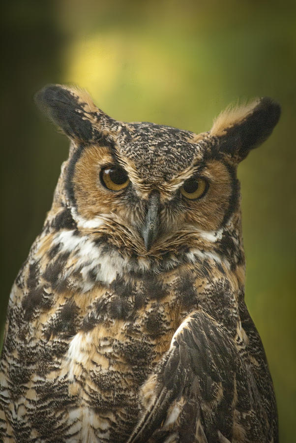 Great Horned Owl Photograph by Randall Nyhof
