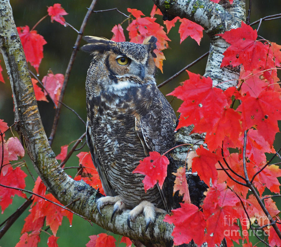 Great Horned Owl Photograph by Rodney Campbell