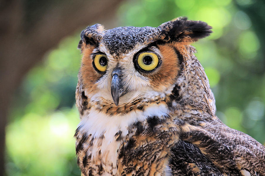 Great Horned Owl Photograph by Rosalie Scanlon