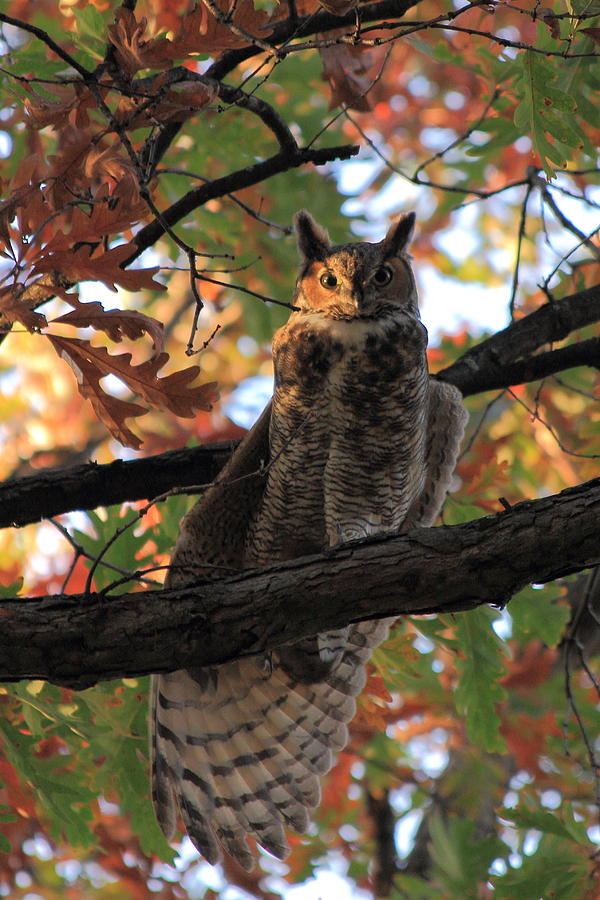 Great Horned Owl Photograph by Scott Rackers