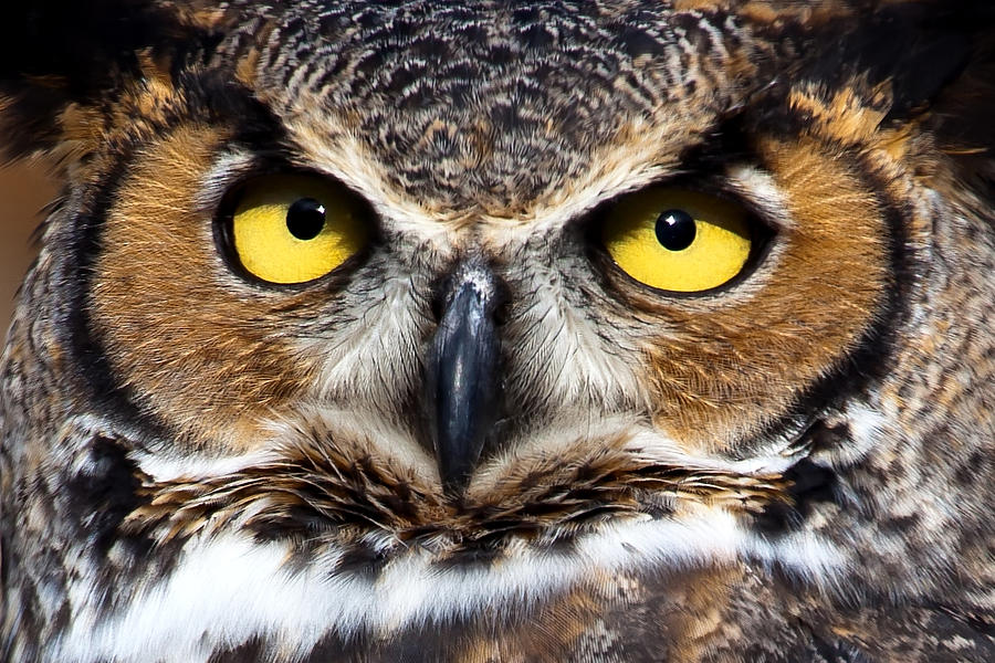 Great Horned Owl Stare Down Photograph by Craig Sterken - Fine Art America