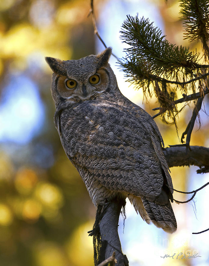 Great Horned Owl Stare Photograph by Michael Waller - Fine Art America