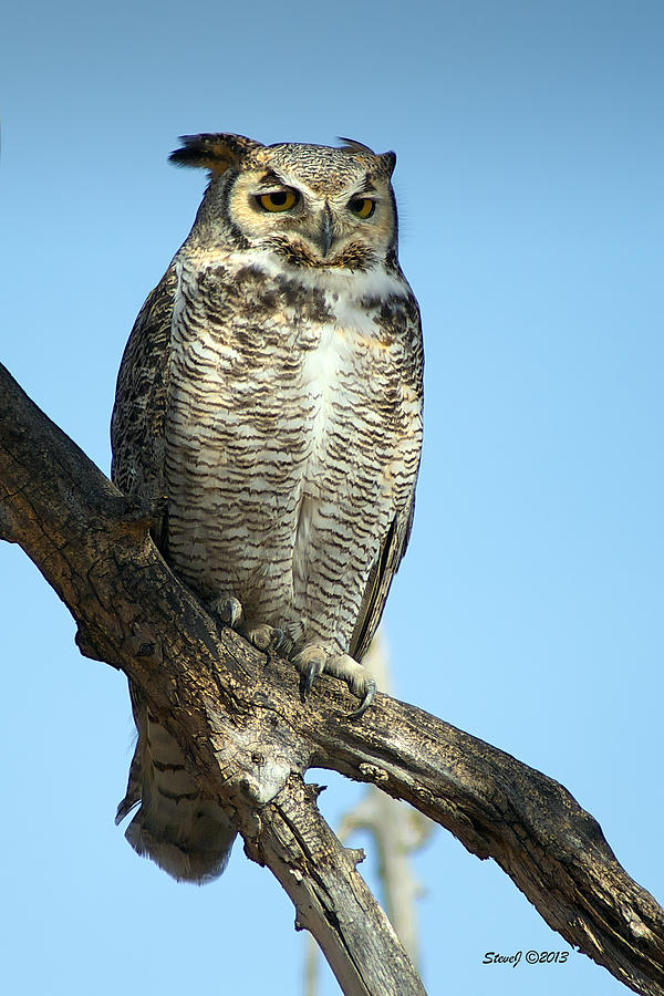 Great Horned Owl  Photograph by Stephen Johnson