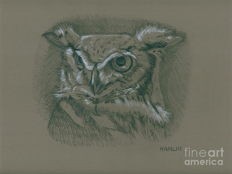 Great Horned Owl Drawing by Steve Hamlin
