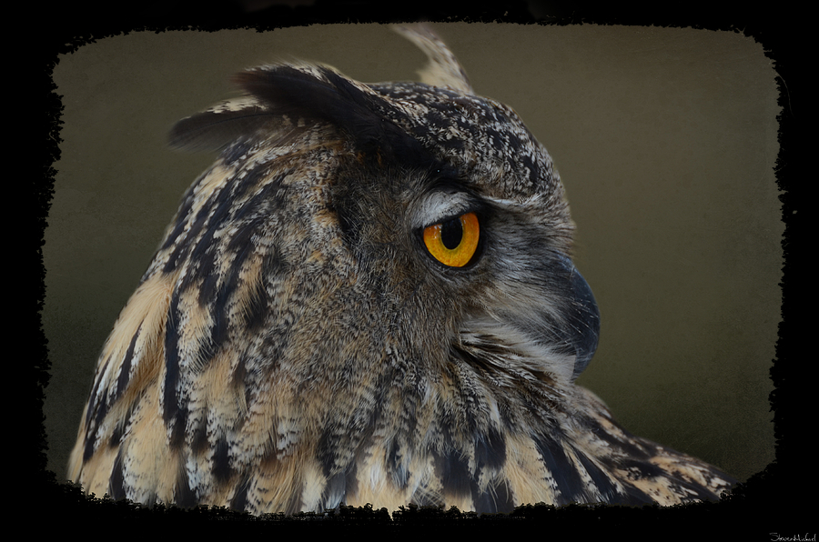Great Horned Owl Photograph by Steven Michael
