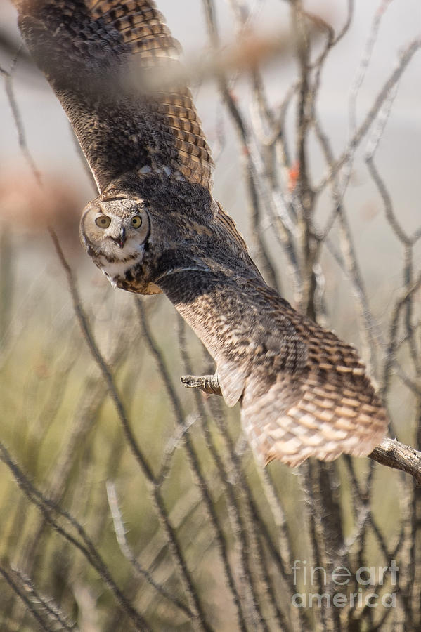 Great Horned Owl Takes Flight Photograph by Marianne Jensen