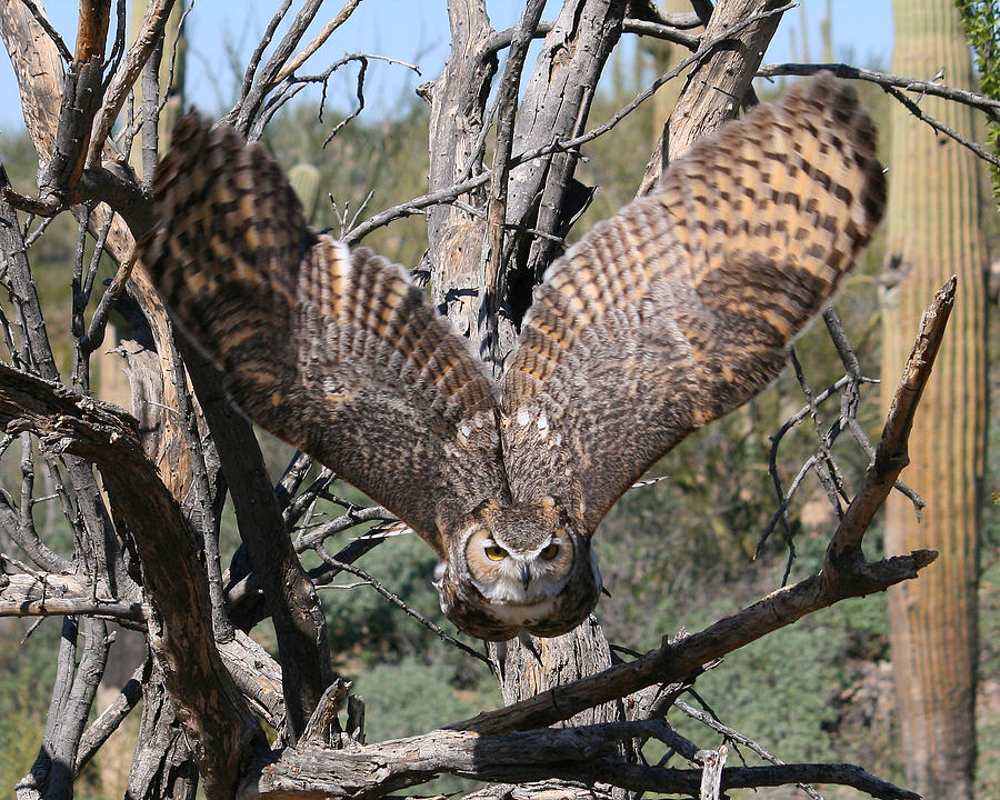 Great Horned Owl Taking Off Photograph