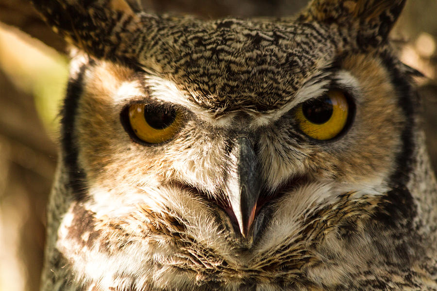 Great Horned Owl Photograph by Teri Virbickis