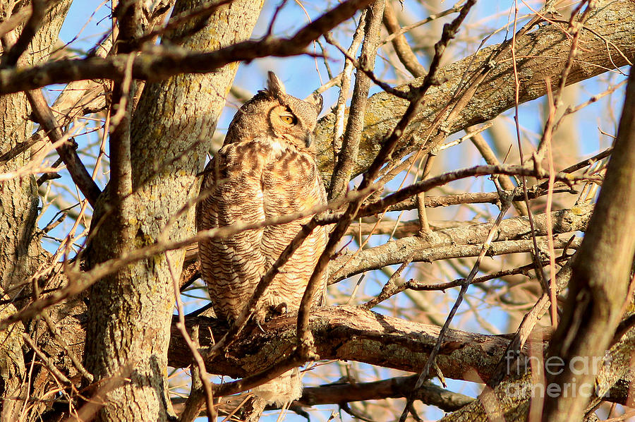 Great Horned Owl Photograph by Thomas Danilovich