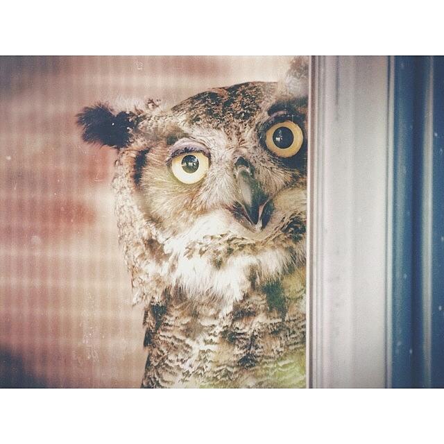 Ohio Photograph - Great-horned Owl, Through A by Jayna Wallace