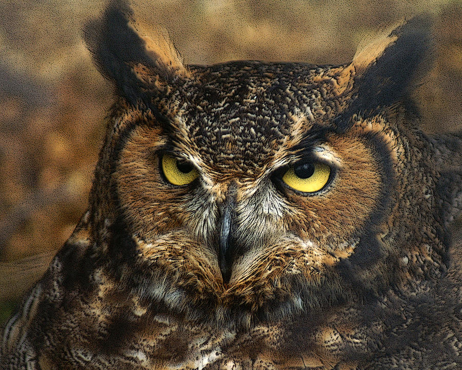 Owl Photograph - Great Horned Owl by TnBackroadsPhotos 