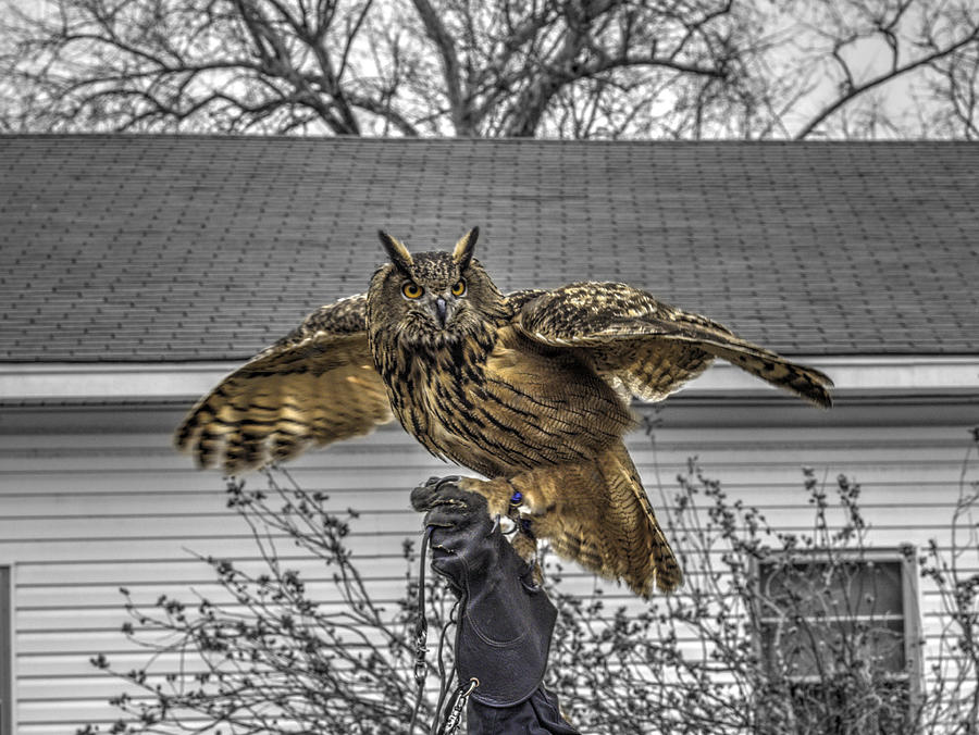 Wildlife Photograph - Great horned owl v2 by John Straton