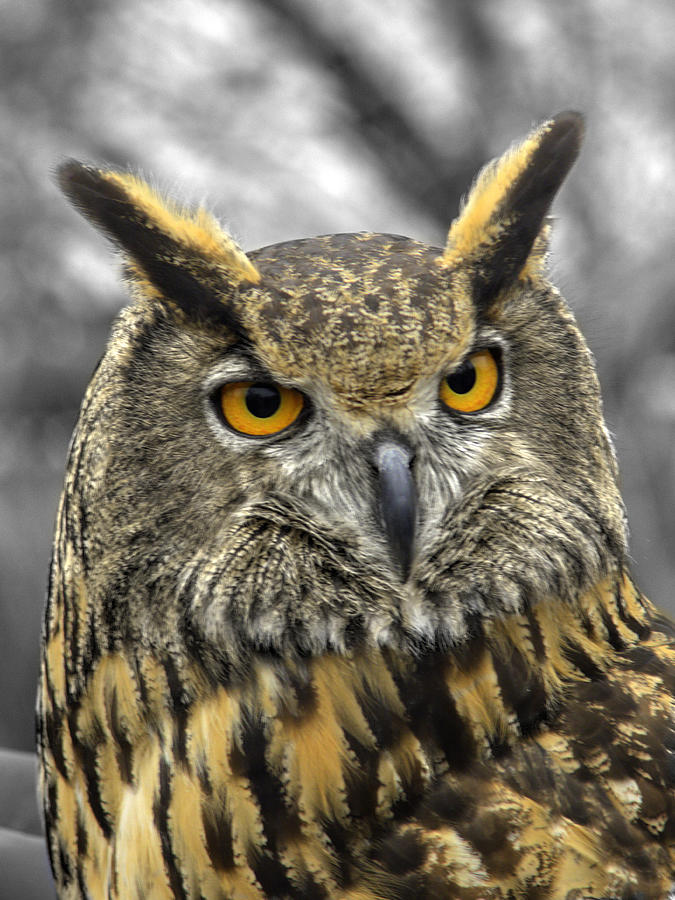 Great horned owl v3 Photograph by John Straton - Fine Art America