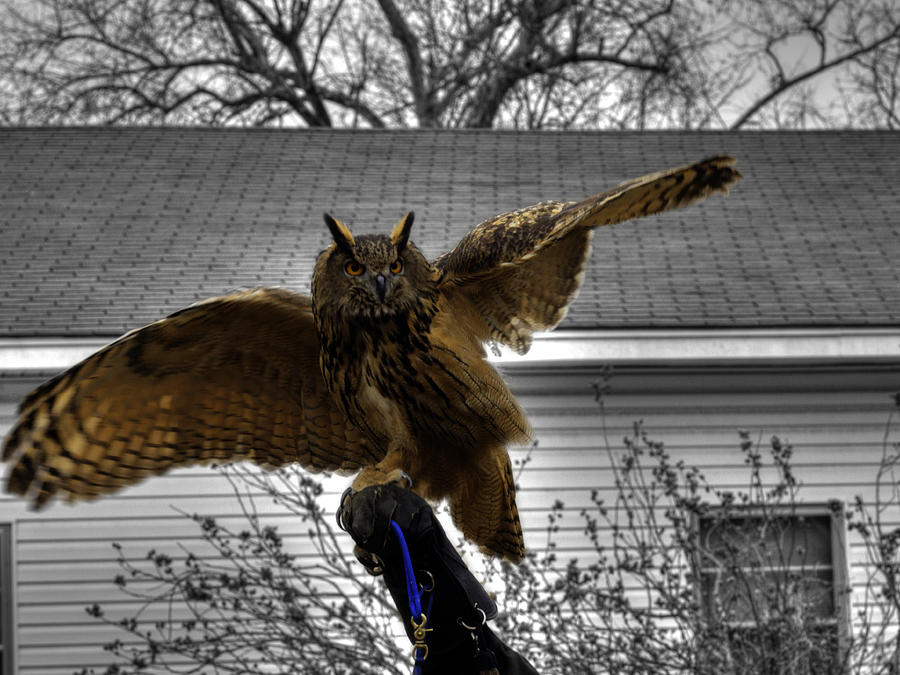 Wildlife Photograph - Great horned owl v4 by John Straton