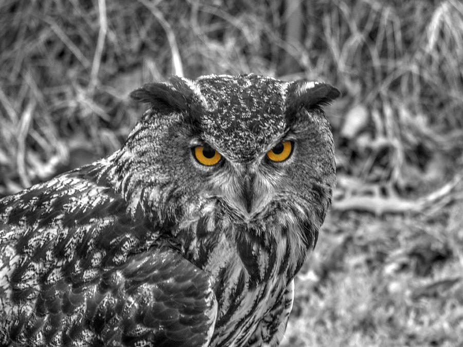 Wildlife Photograph - Great horned owl v5 by John Straton