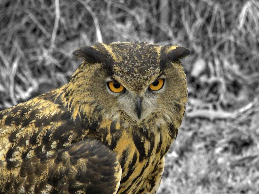 Wildlife Photograph - Great horned owl v6 by John Straton