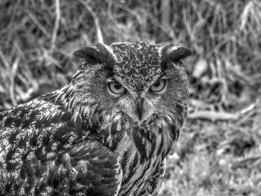 Wildlife Photograph - Great horned owl v7 by John Straton