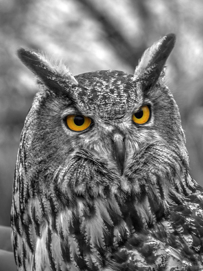 Wildlife Photograph - Great horned owl v9 by John Straton