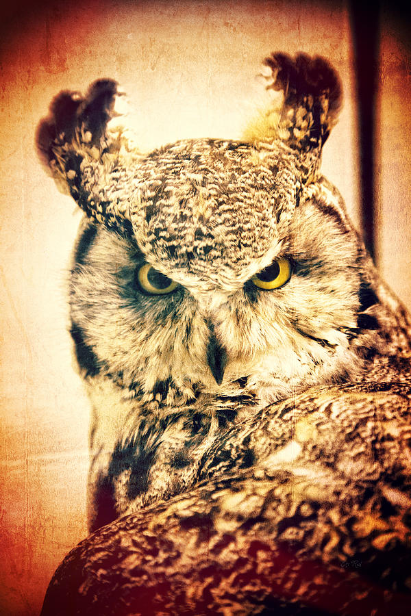 Great horned owl vintage portrait Photograph by Eti Reid