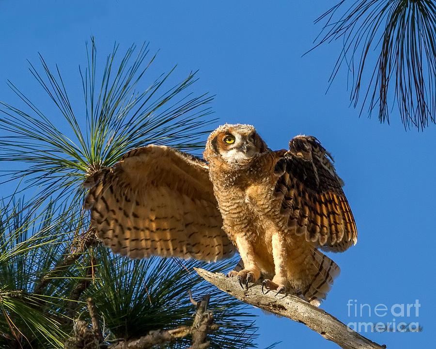 Great Horned Owl Wings Photograph by Sue Karski