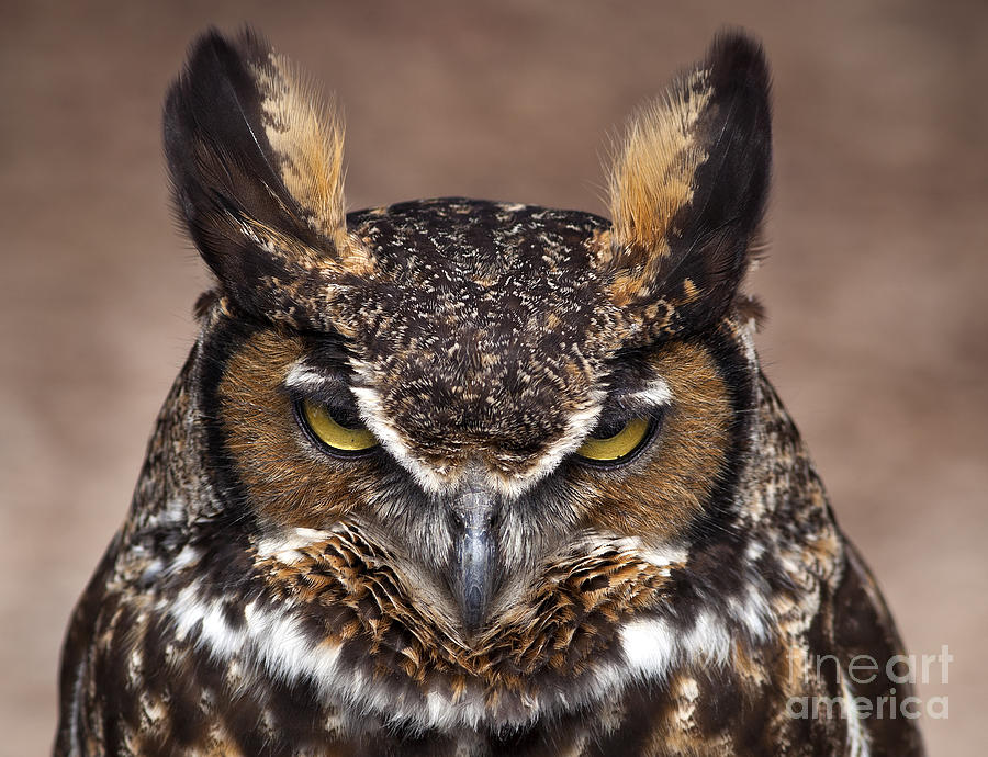 Owl Photograph - Great Horned Owl with Angry Expression by Brandon Alms