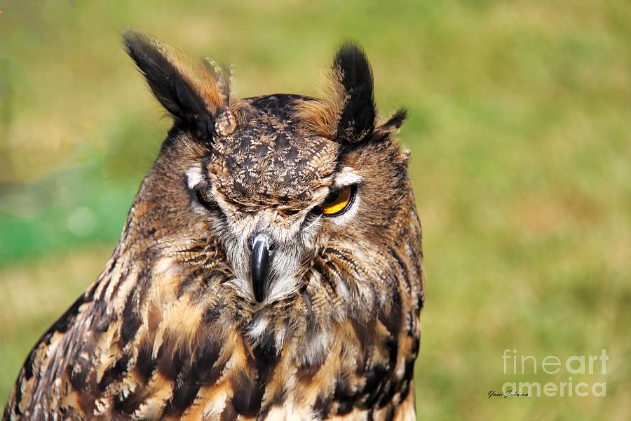 Great Horned Owl Photograph by Yumi Johnson