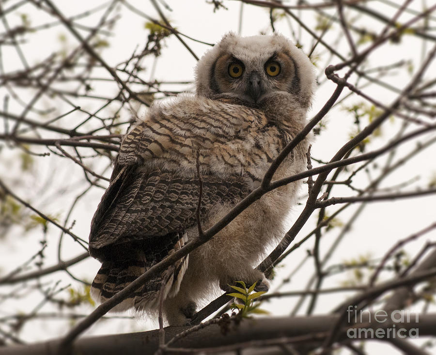 Great Horned Owlet 2 Photograph by Vivian Christopher