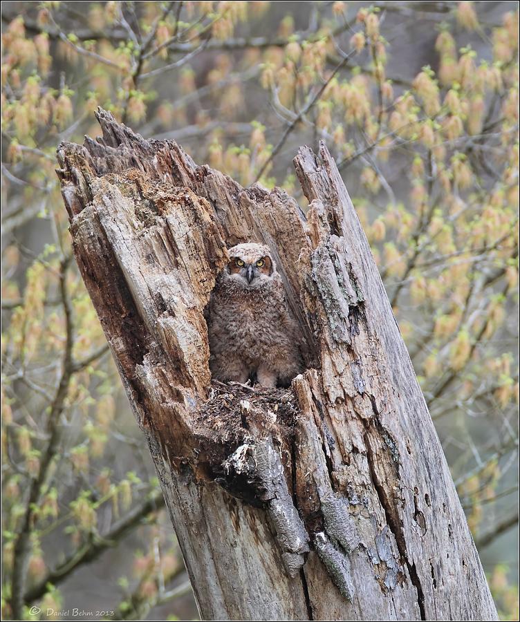 Great Horned Owlet Photograph by Daniel Behm