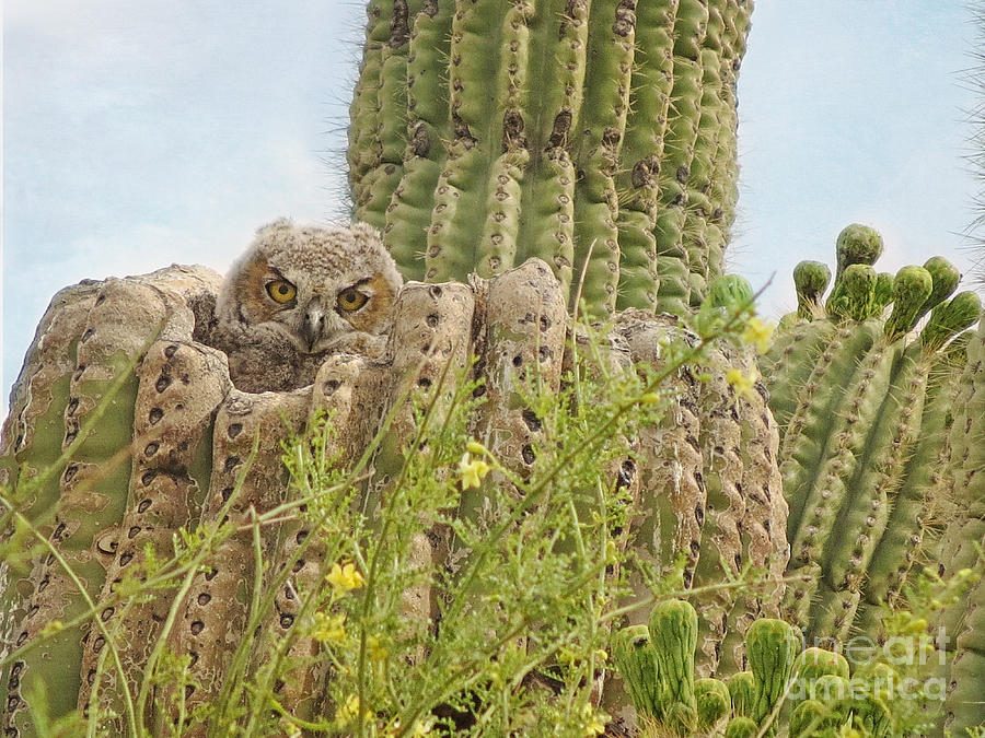 Great Horned Owlet in Saguaro Photograph by Marianne Jensen