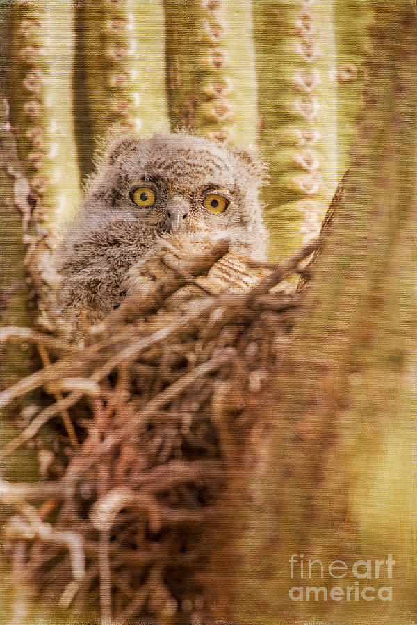 Great Horned Owlet Photograph by Marianne Jensen