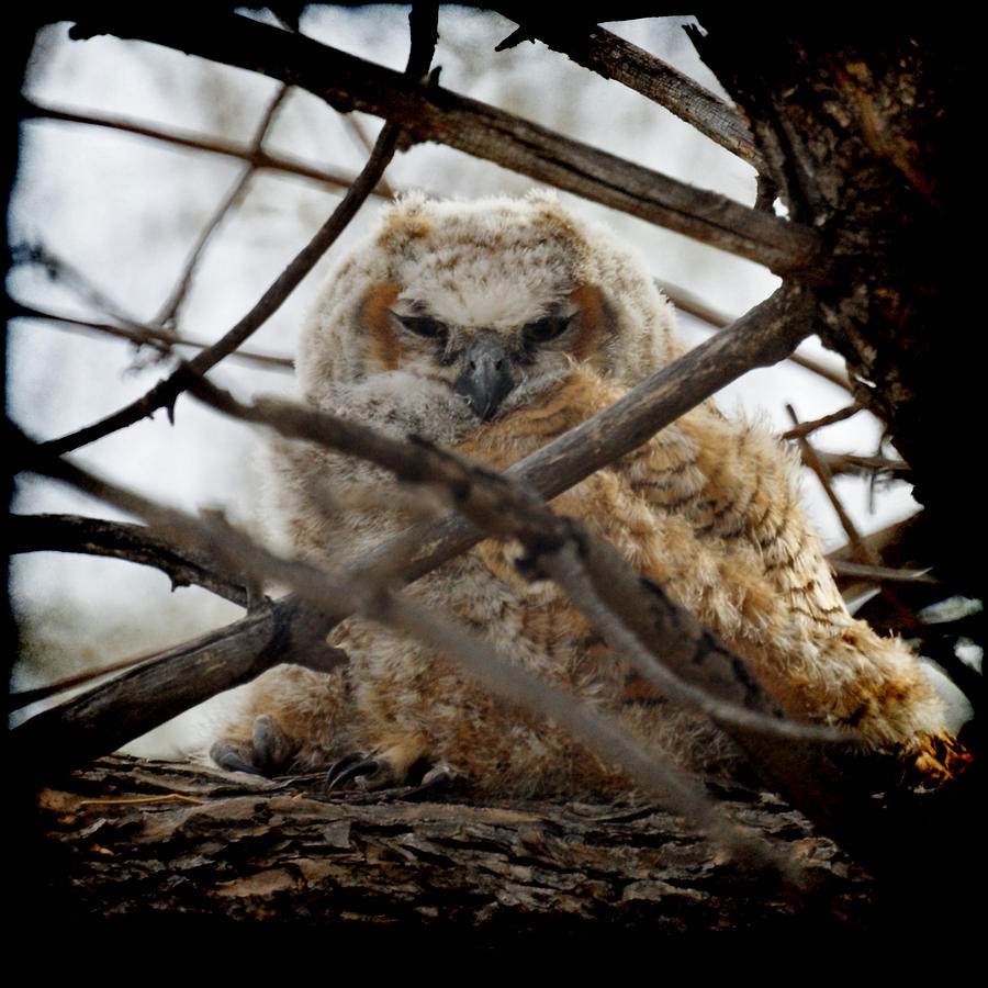 Great Horned Owlet May 2011 Left the nest Photograph by Ernest Echols