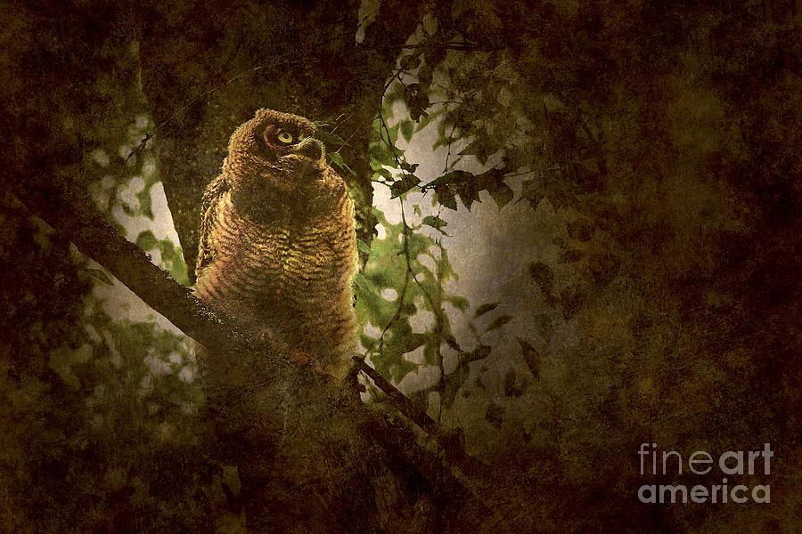 Owl Photograph - Great Horned Owlet textured by Sharon Talson
