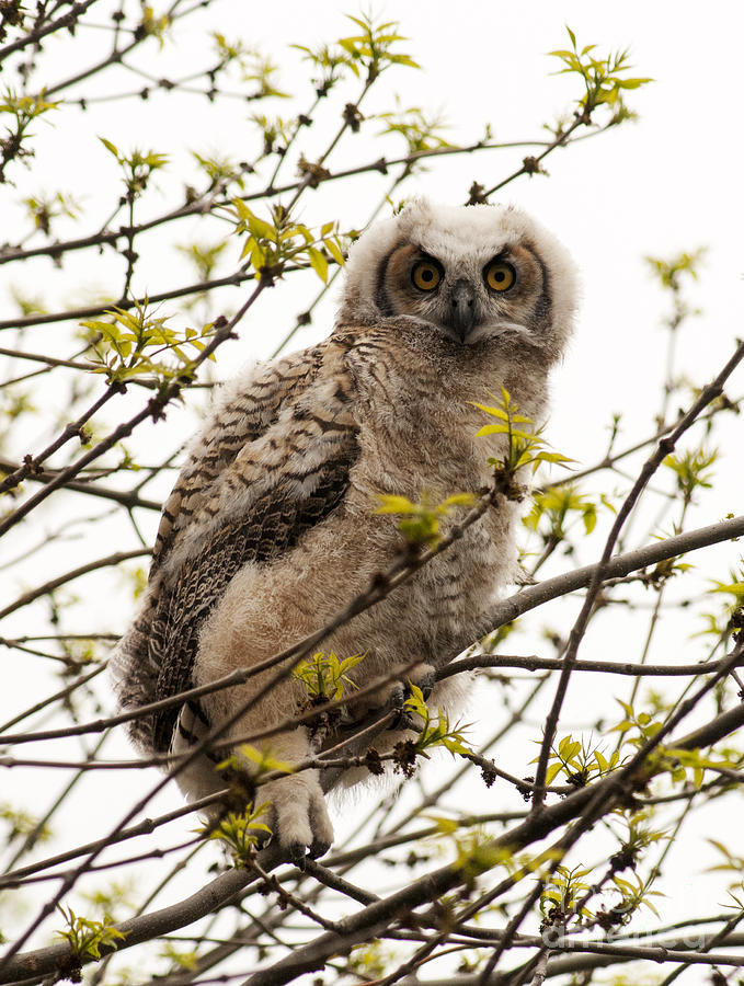 Great Horned Owlet Photograph by Vivian Christopher
