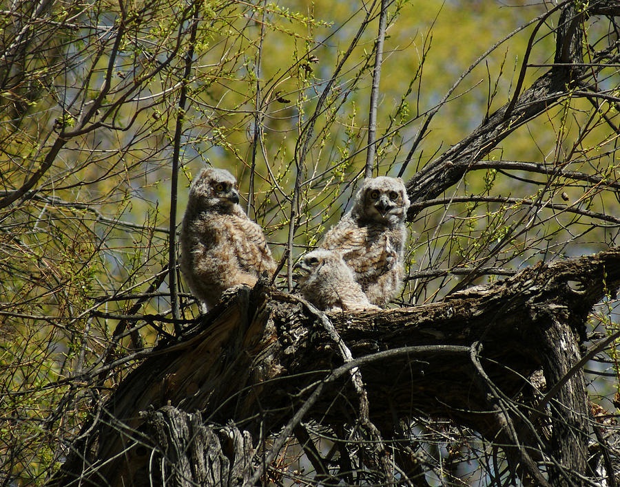 Great Horned Owlets 1 Photograph by Ernest Echols