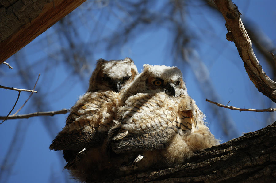 Great Horned Owlets 1 May 2011 Photograph by Ernest Echols