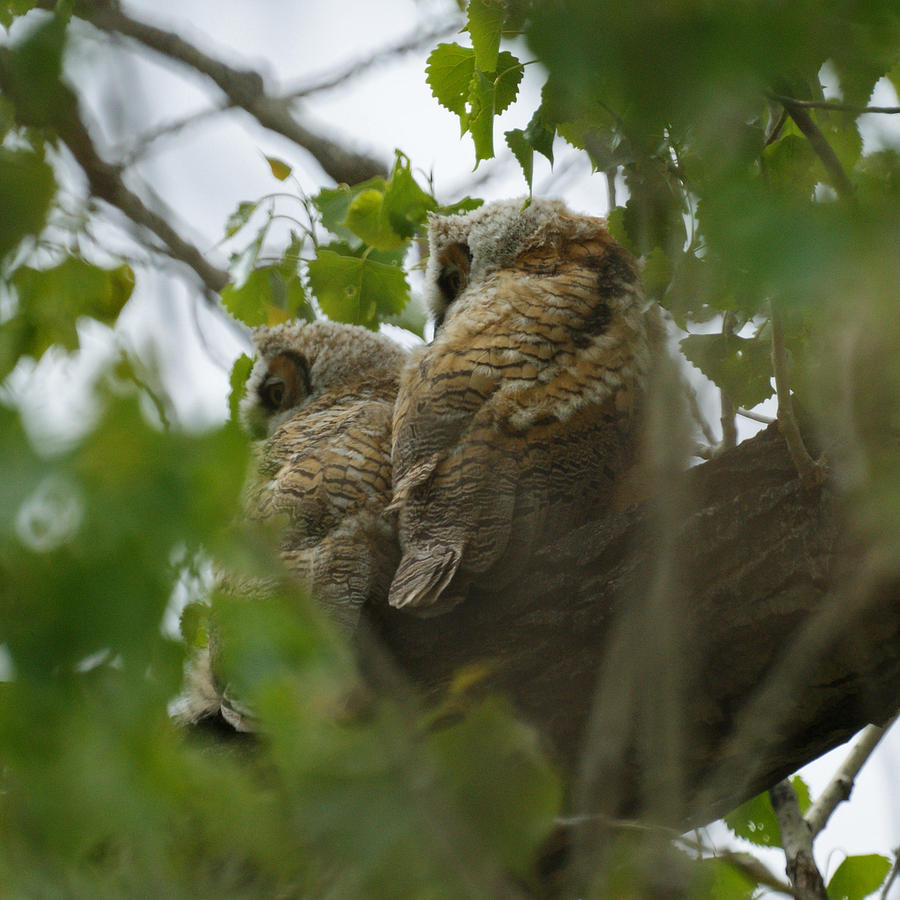 Great Horned Owlets 5 20 2011 Photograph by Ernest Echols