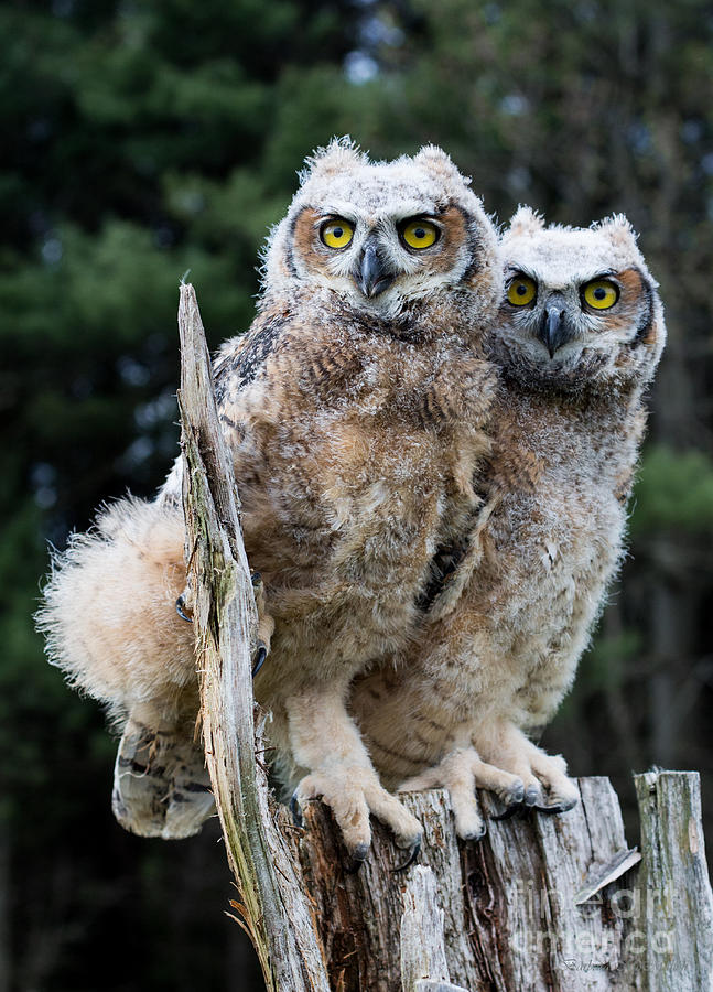 Great Horned Owlets Photograph by Barbara McMahon