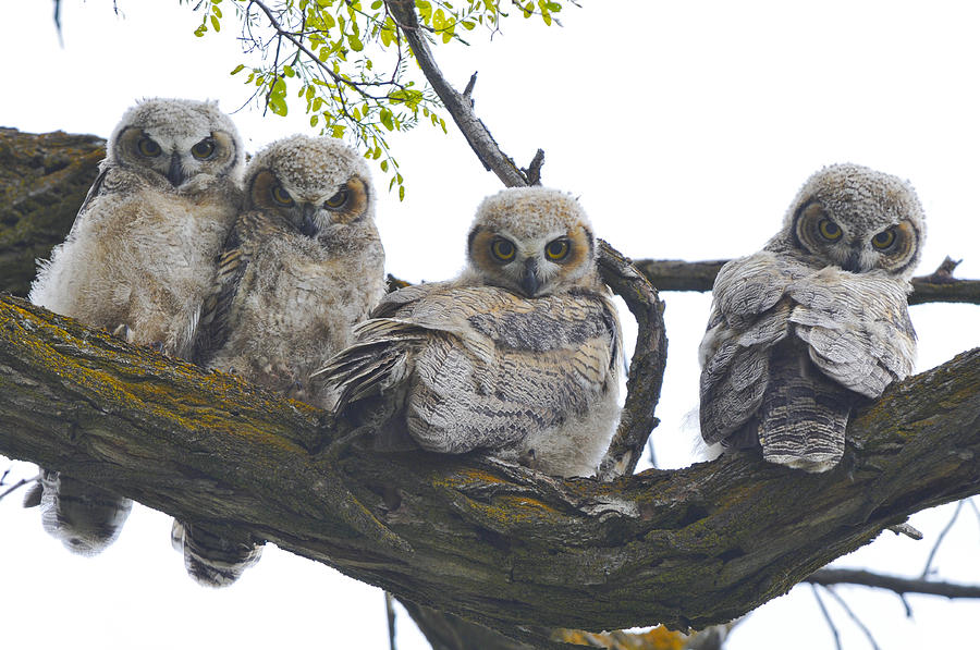 Great Horned Owlets Photograph By David Marr - Fine Art America