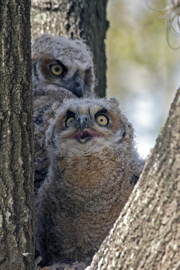 Great Horned Owlets Photograph By Gerald Eisen - Fine Art America