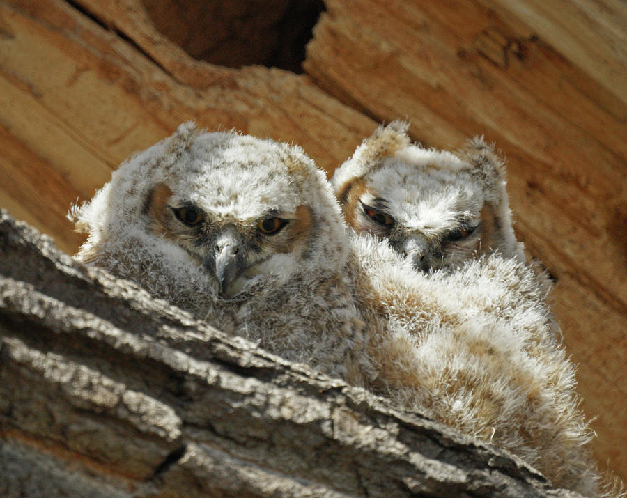 Great Horned Owlets May 2011 Photograph by Ernest Echols