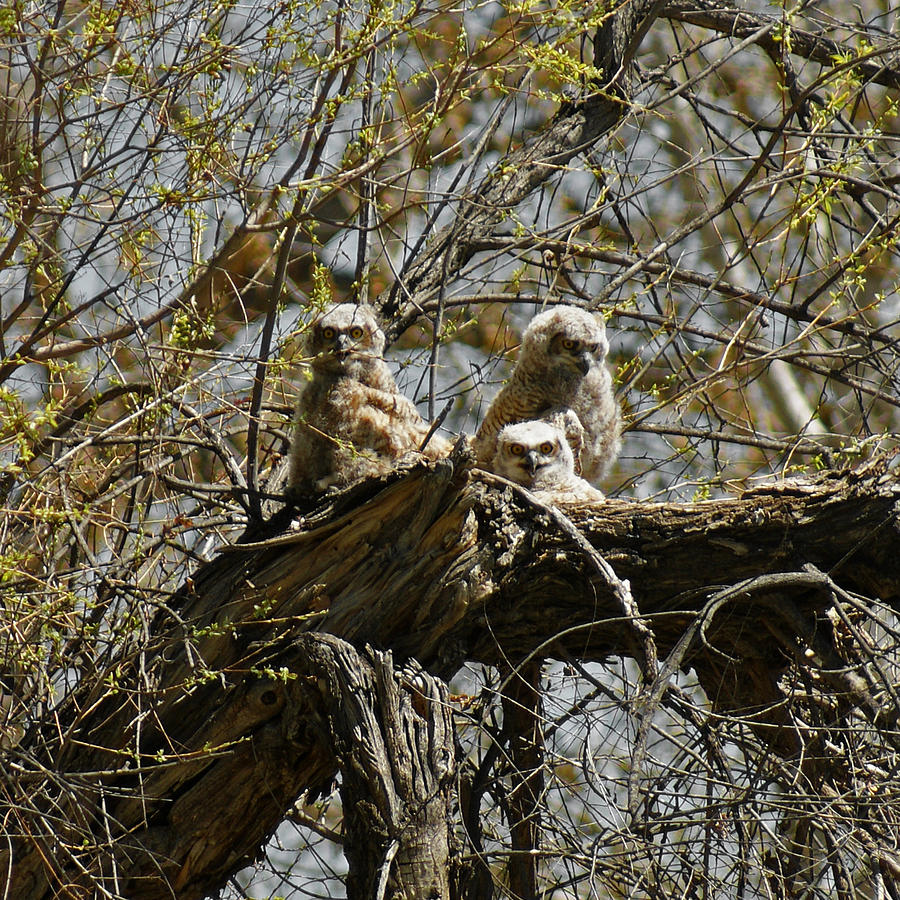 Great Horned Owlets Photo Photograph by Ernest Echols