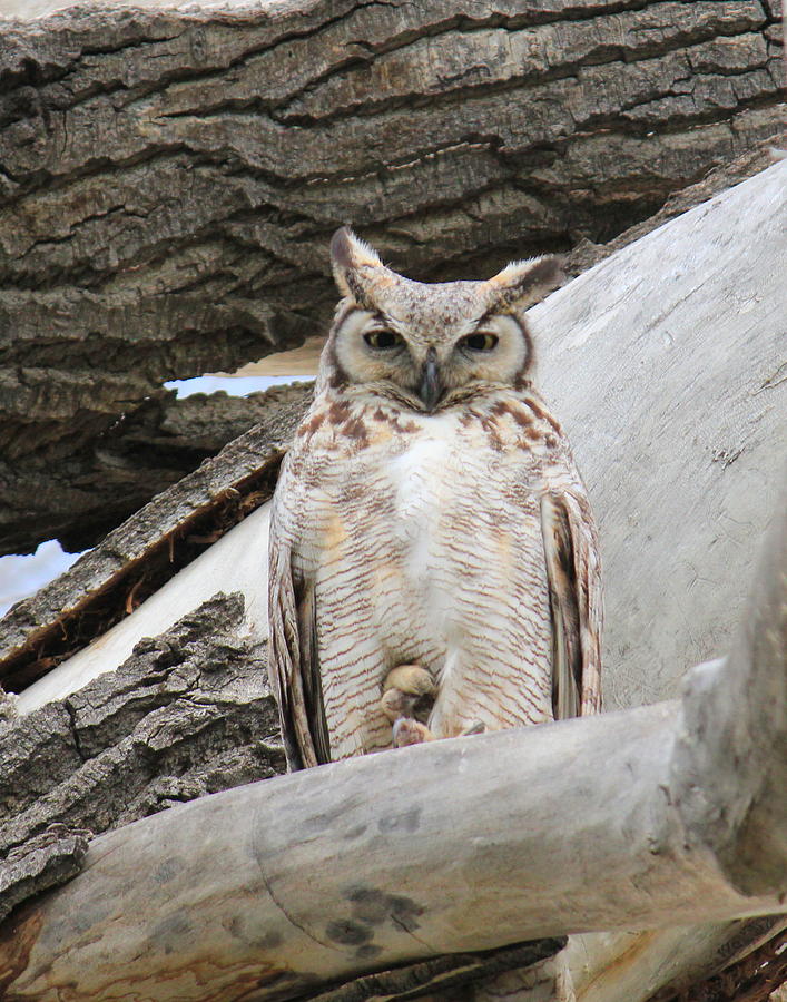 Owl Photograph - Great Horned Perches by Trent Mallett