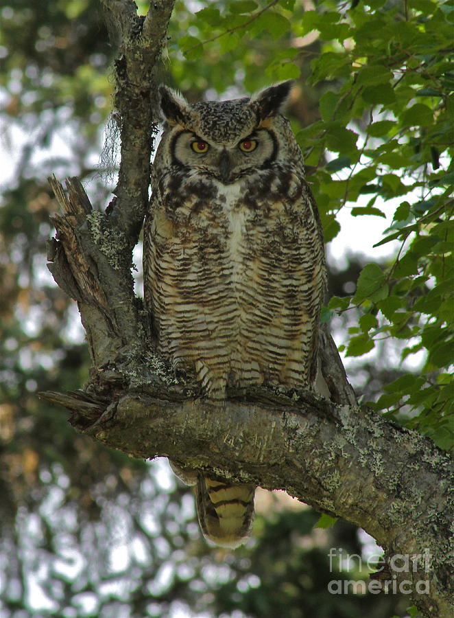 Owl Photograph - Great Horned by Rick  Monyahan