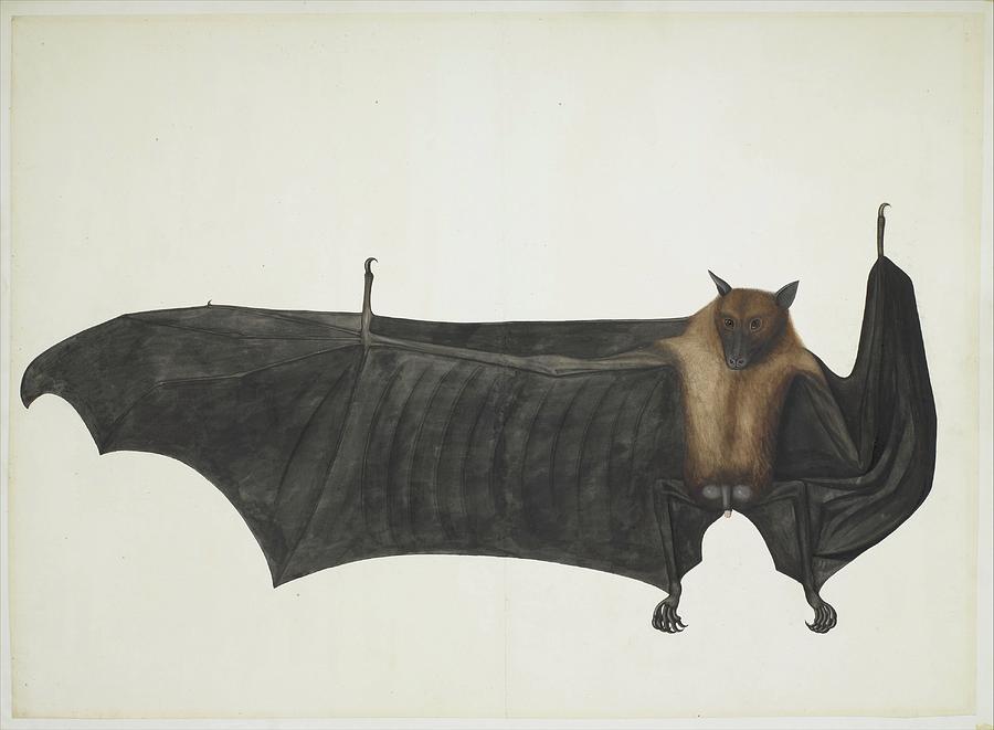 Ink Painting - Great Indian Fruit Bat by Painting attributed to Bhawani Das or a follower