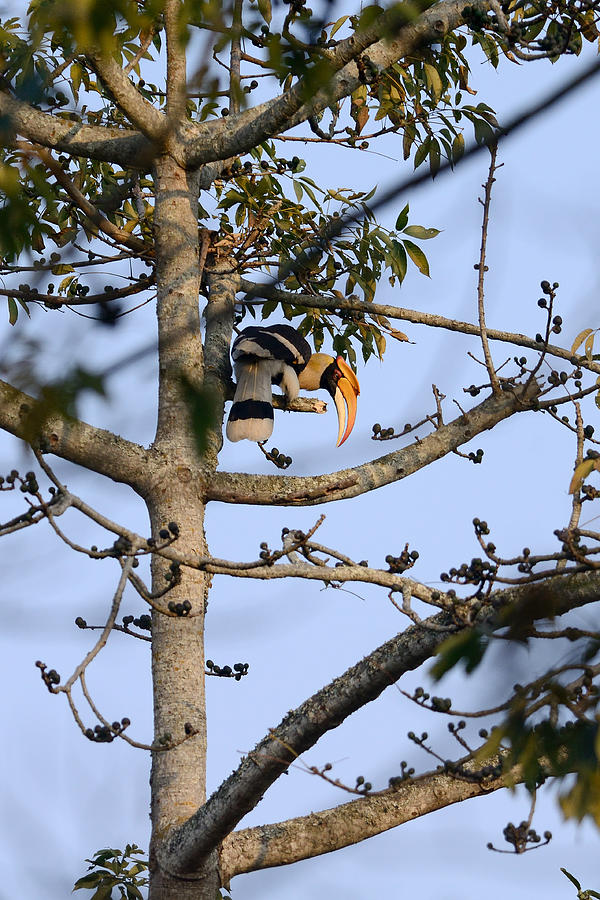 Great Indian Hornbill Photograph by Fotosas Photography