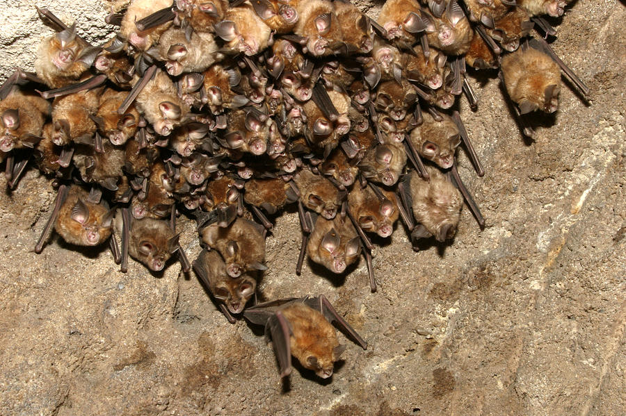 Great Indian Horseshoe Bats Photograph by M. Watson