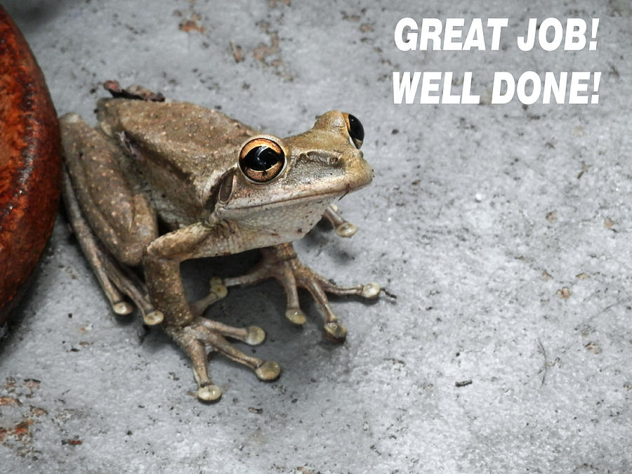 Great Job Frog Photograph by Belinda Lee